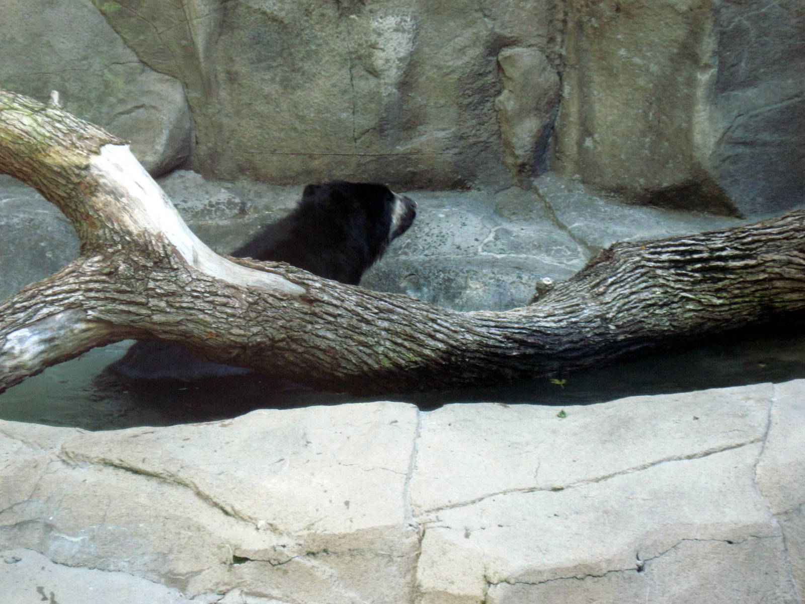 Bear Canyon-Spectacled Bear