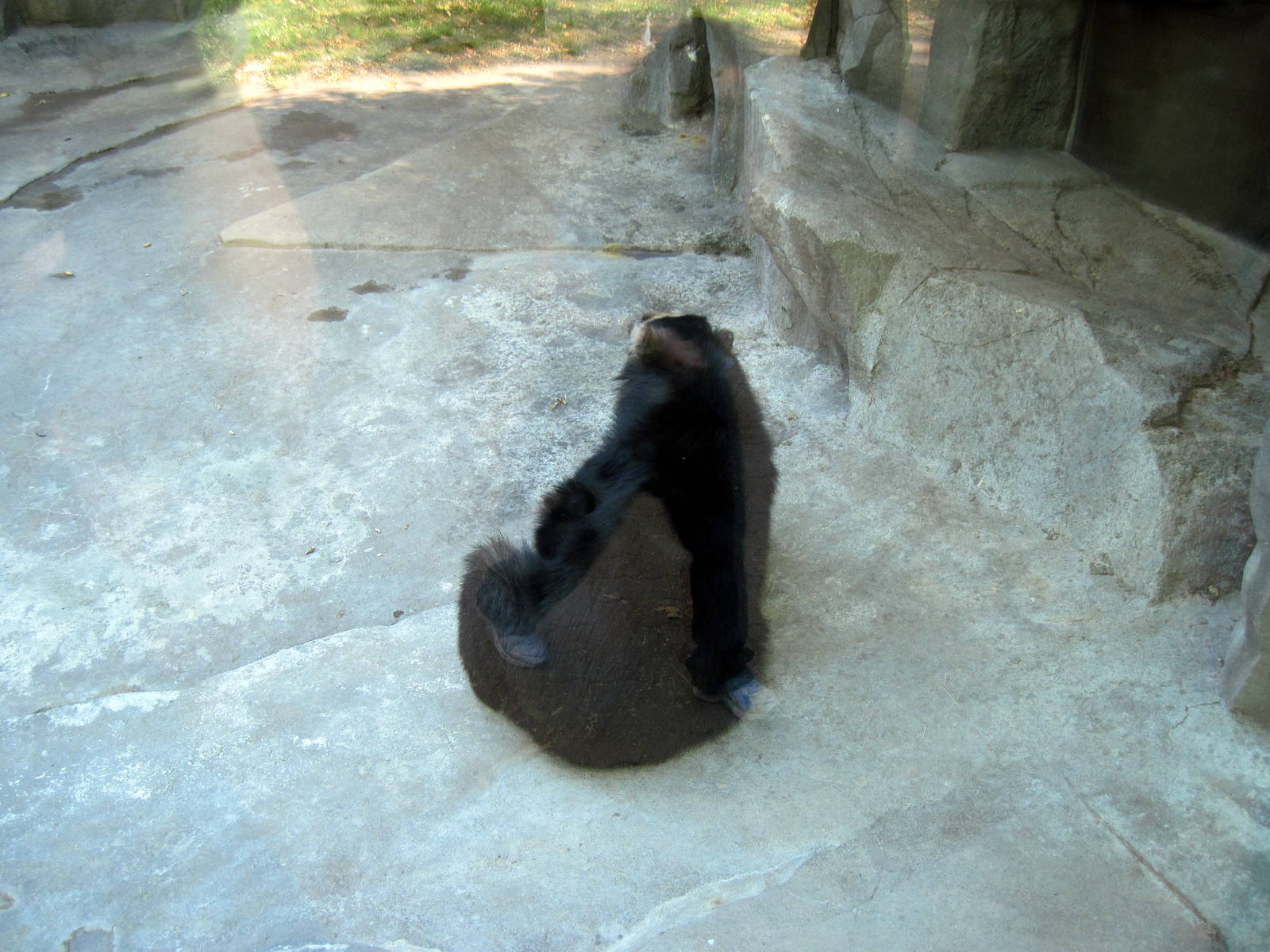 Bear Canyon-Spectacled Bear