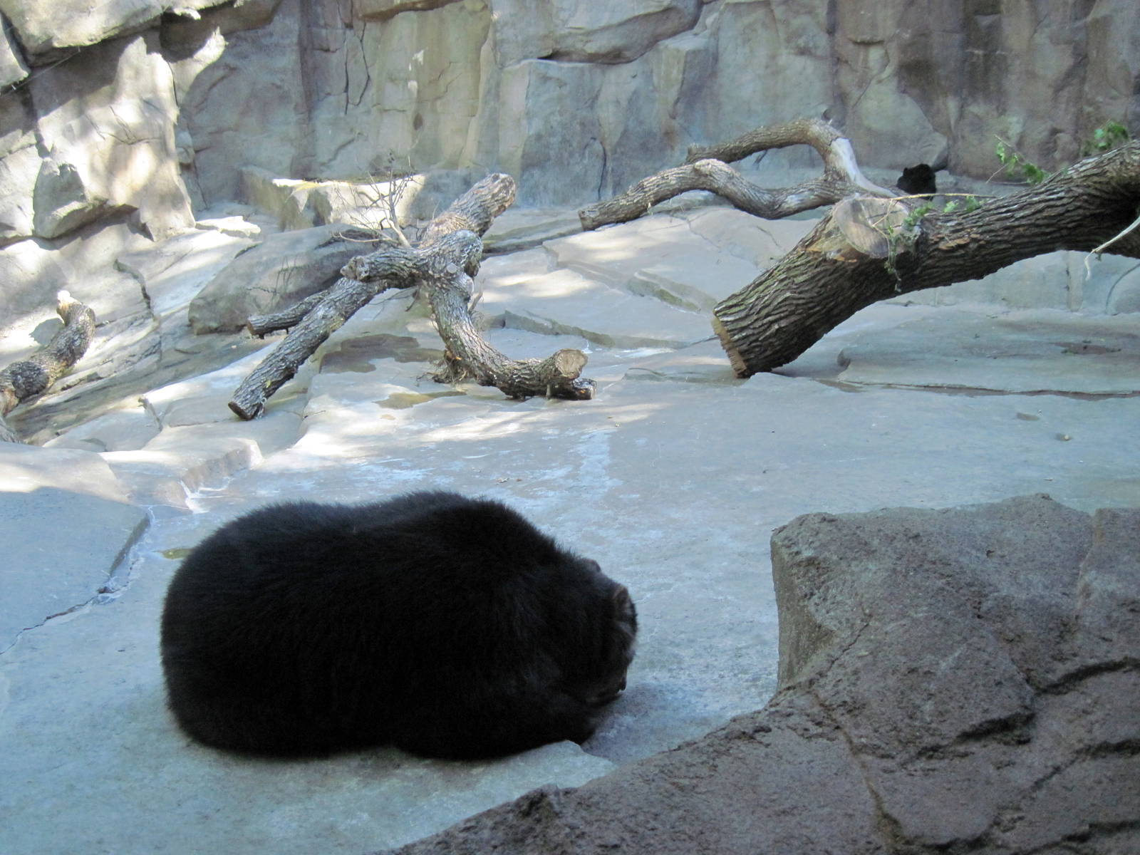 Bear Canyon-Spectacled BEar