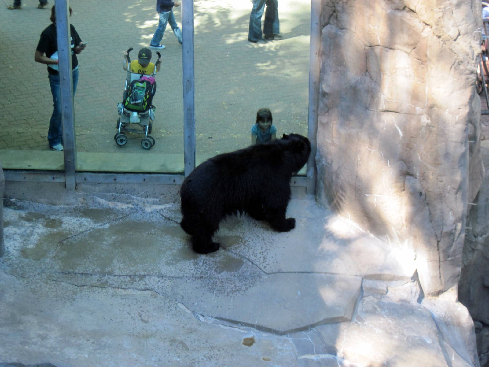 Bear Canyon-Spectacled Bear