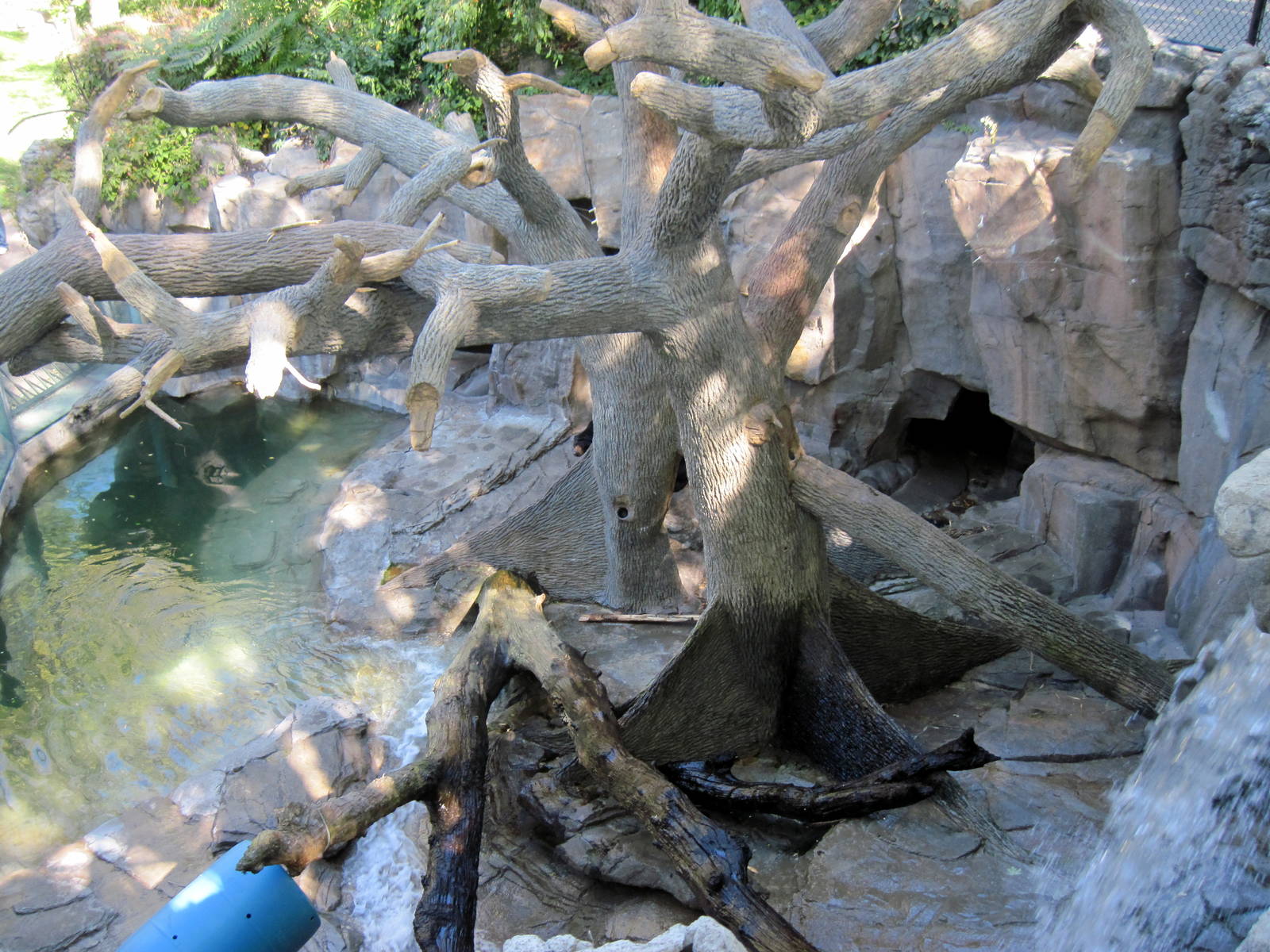 Bear Canyon-Sun Bear Exhibit