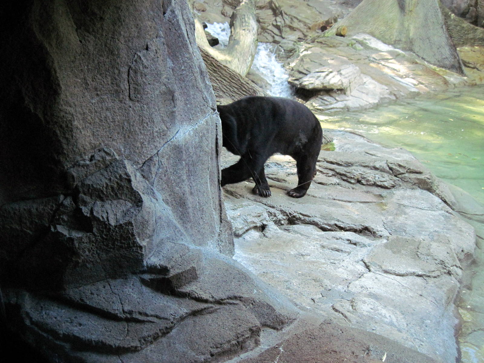 Bear Canyon-Sun Bear
