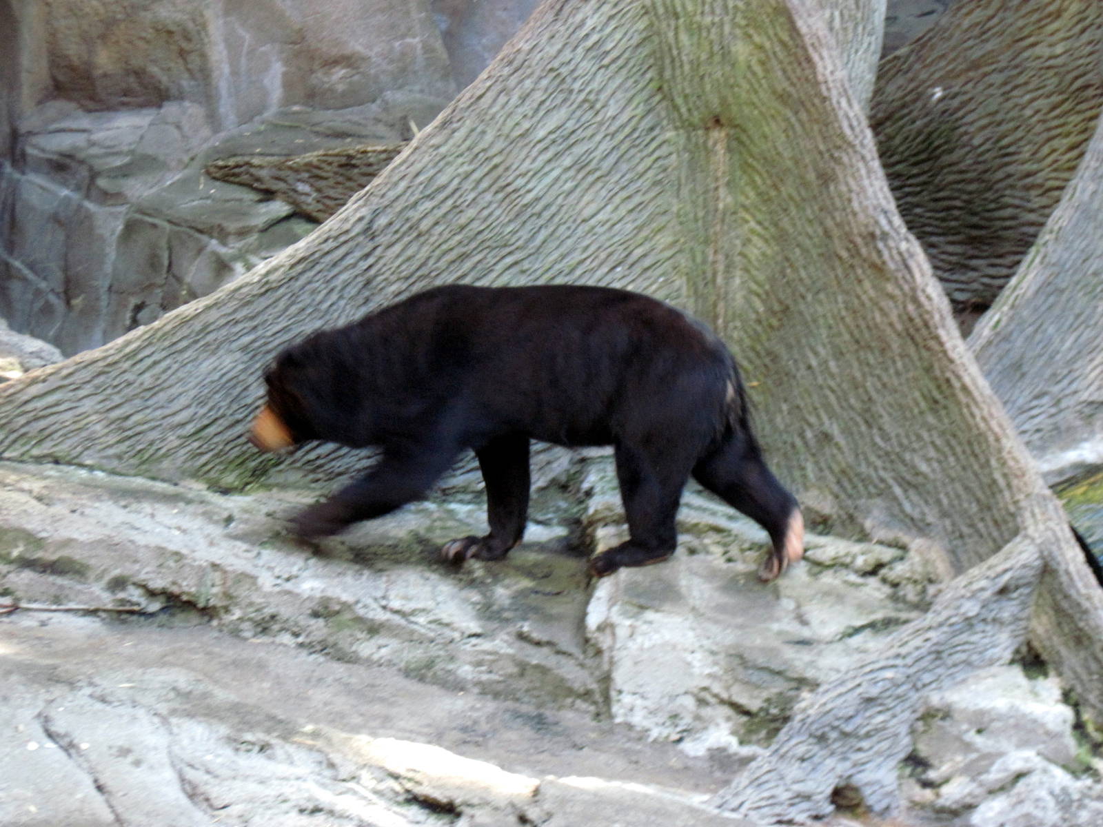 Bear Canyon-Sun Bear