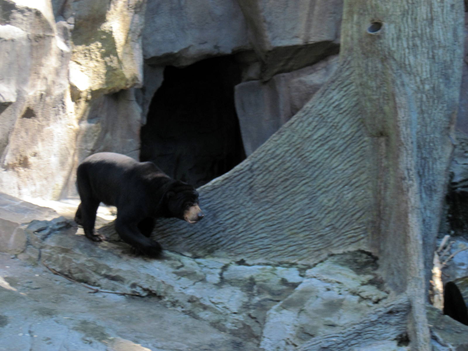 Bear Canyon-Sun Bear