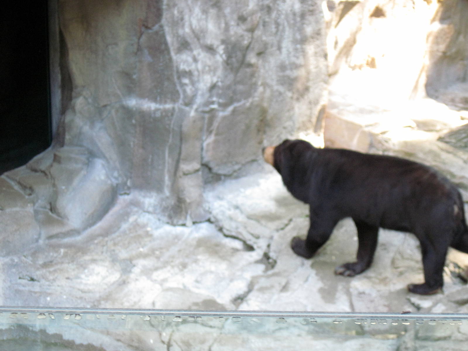 Bear Canyon-Sun Bear