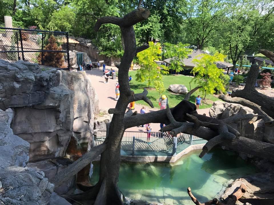 Bear Canyon- Sun Bear