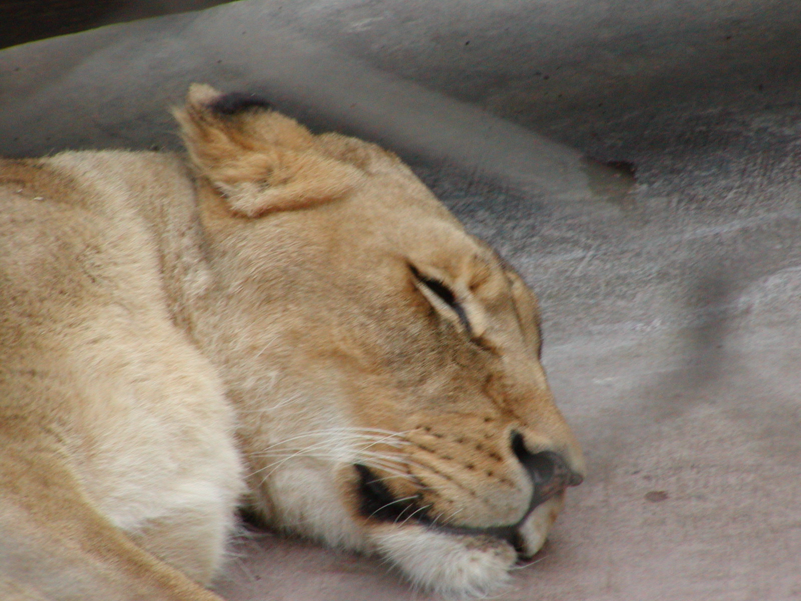 Bear Canyon - Transvaal Lion