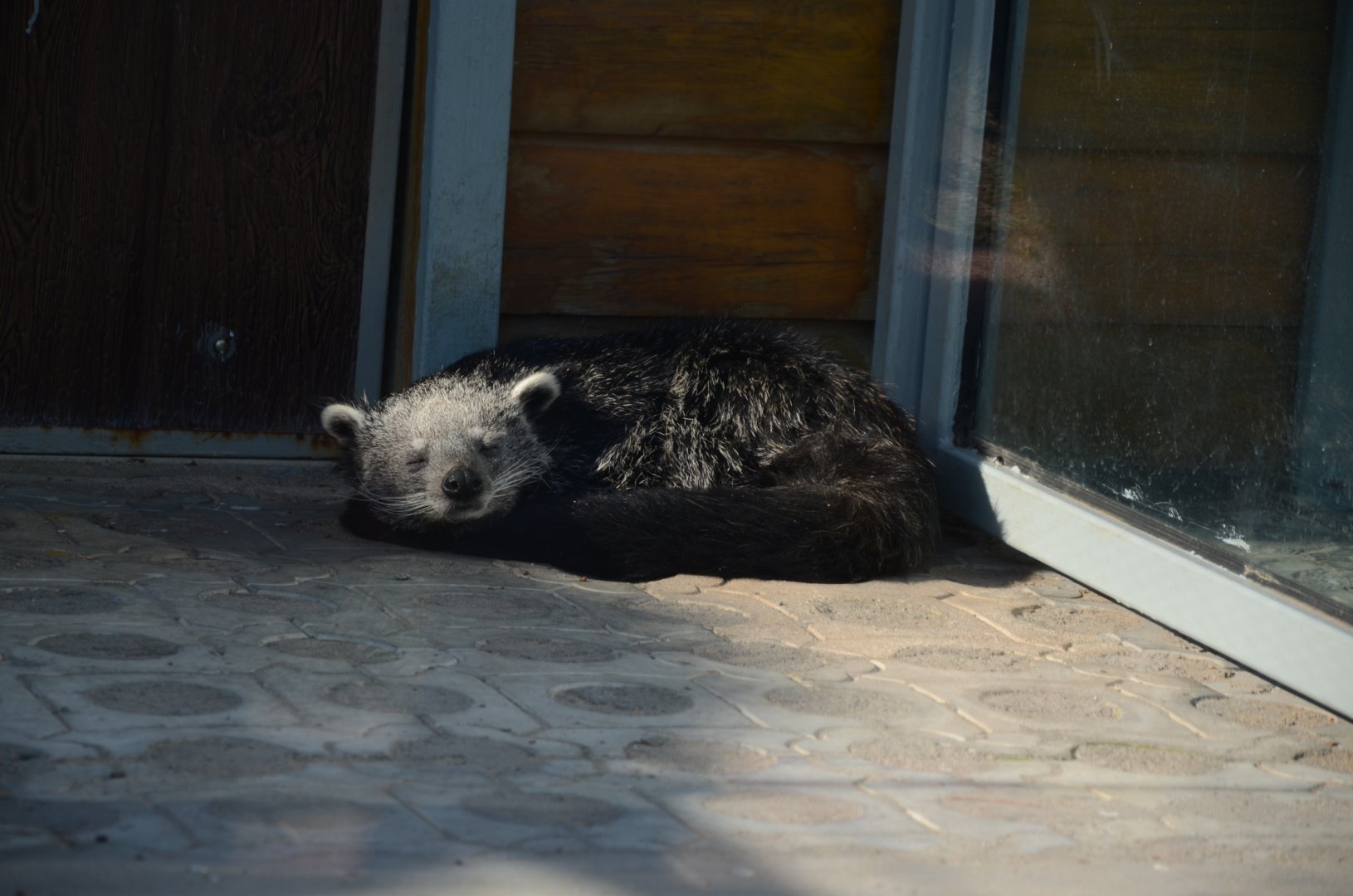 Bear cat,Arctictis binturong