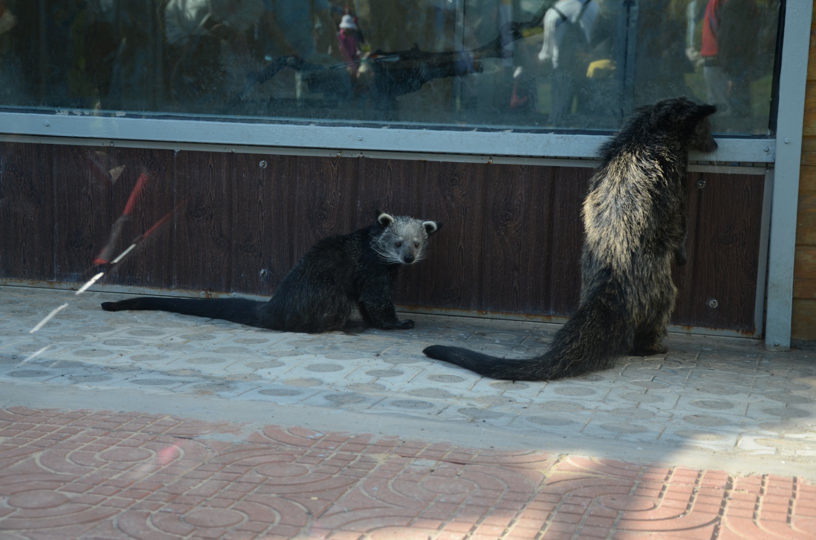 Bear cat,Arctictis binturong