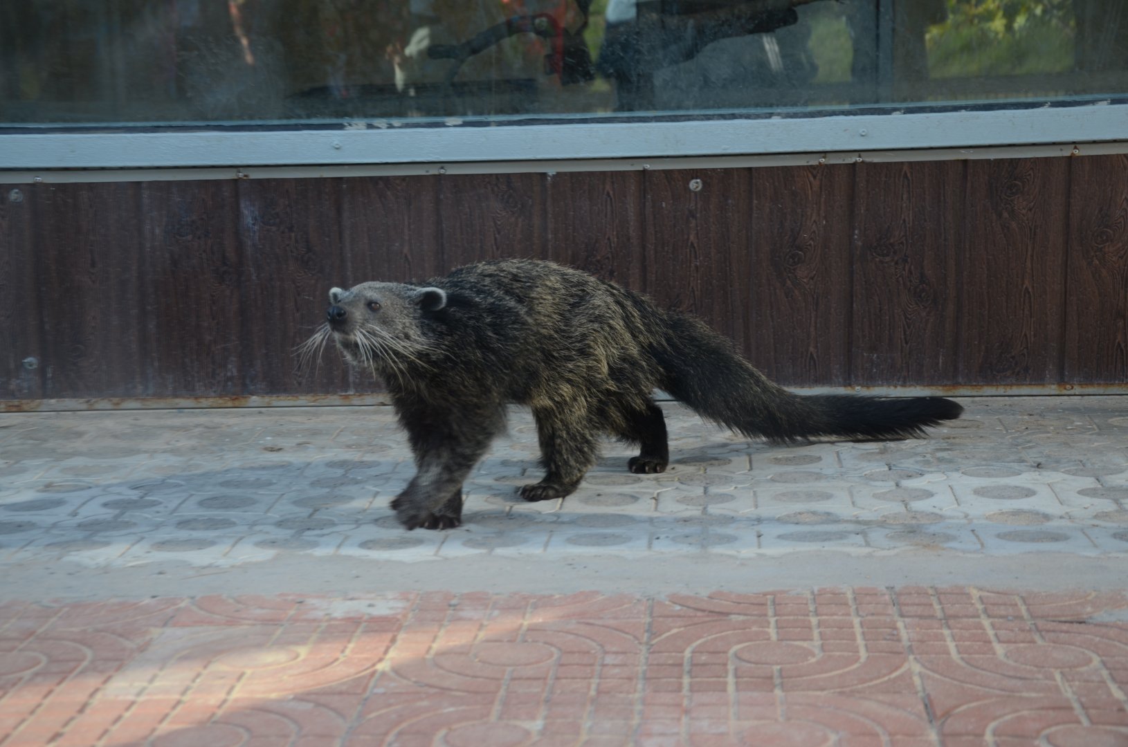 Bear cat,Arctictis binturong
