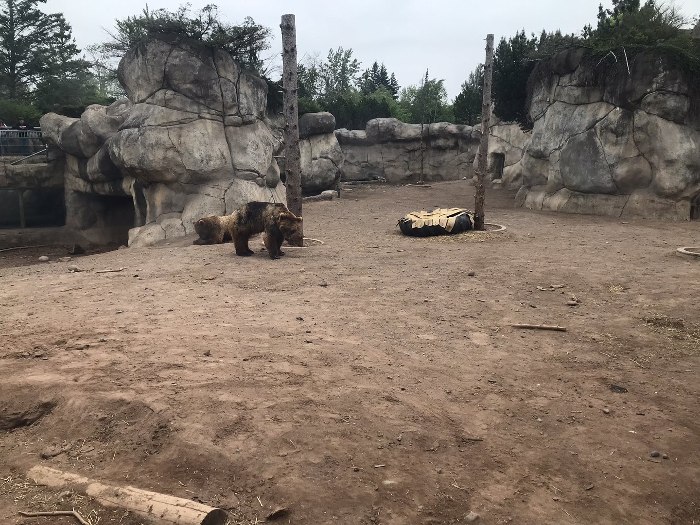 Bear Country - Alaskan Brown Bear Exhibit