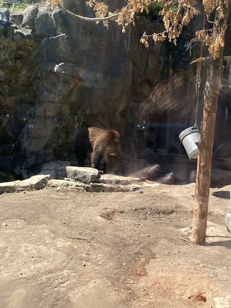 Bear country Alaskan brown bear