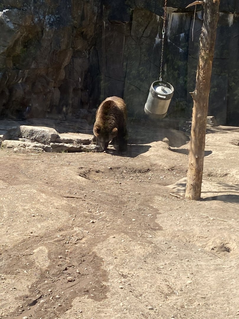 Bear country Alaskan brown bear
