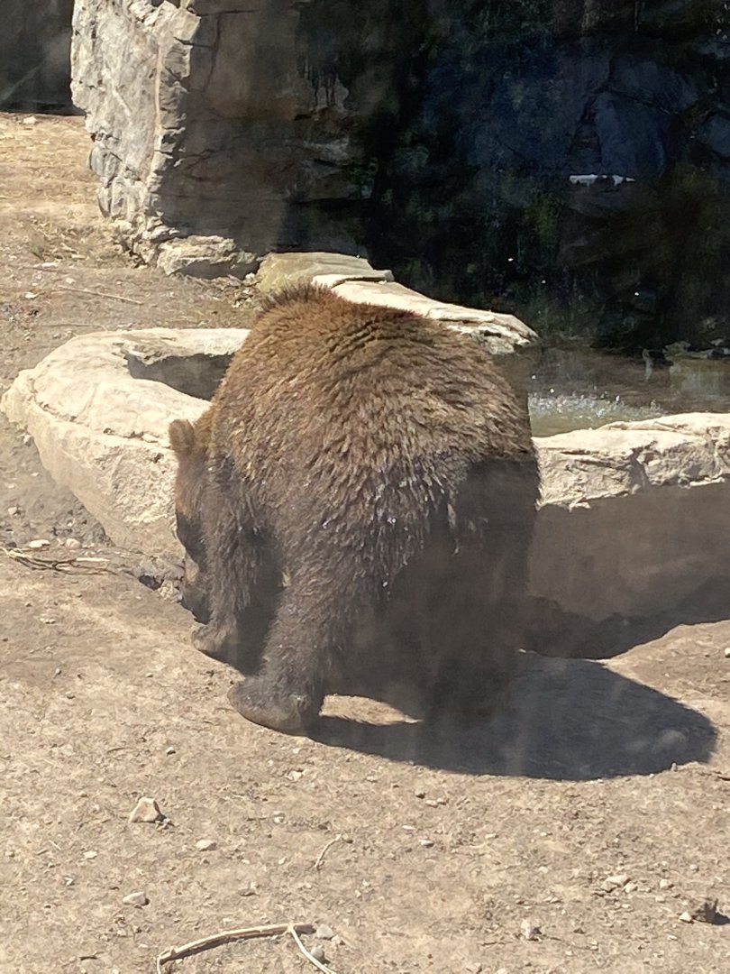 Bear country Alaskan brown bear