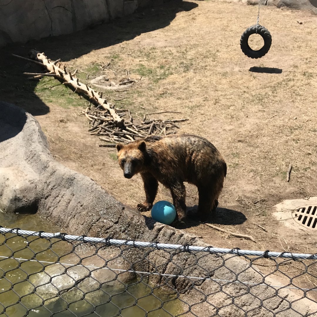 Bear Country- Alaskan brown bear