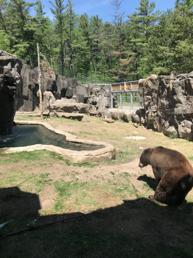 Bear country- American black bear exhibit