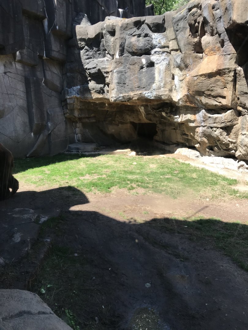 Bear country- American black bear exhibit