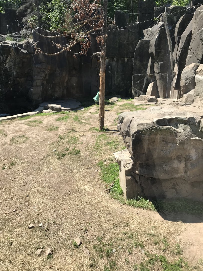 Bear country- American black bear exhibit