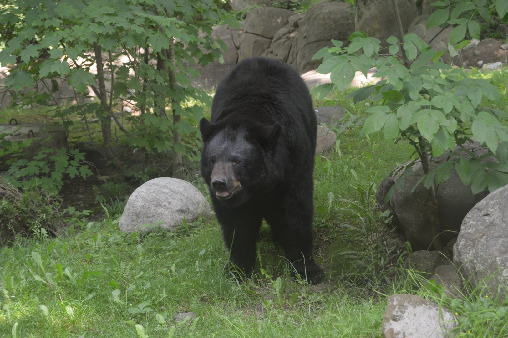 Bear Country - American Black Bear (Ursus americanus)