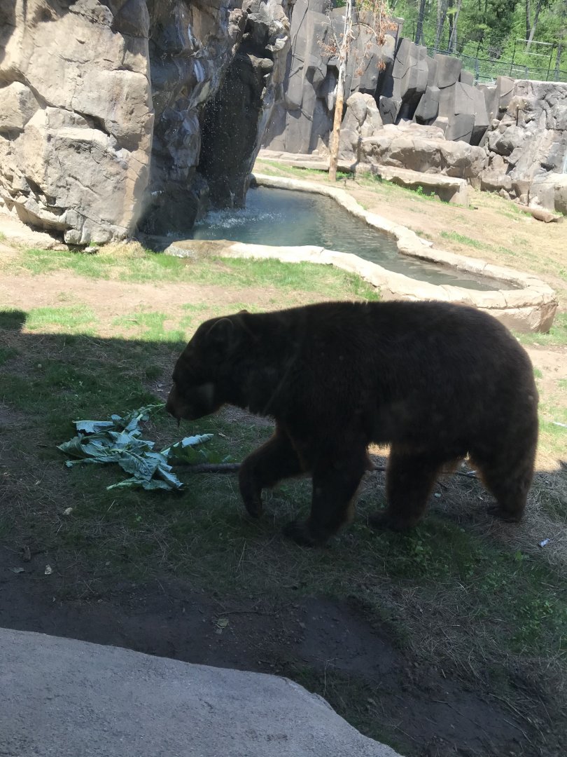 Bear country- American black bear