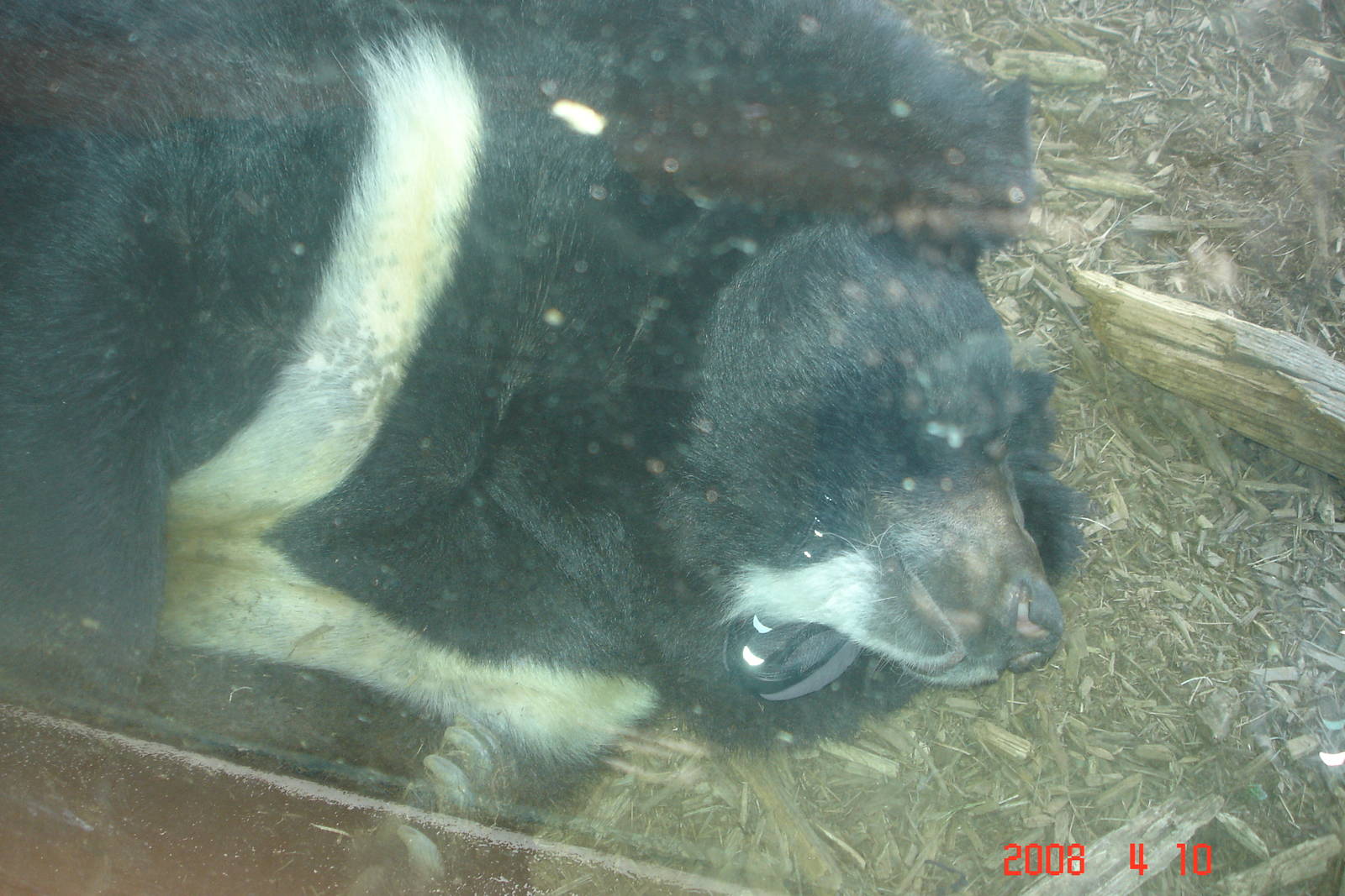 Bear Country-Asian Black Bear