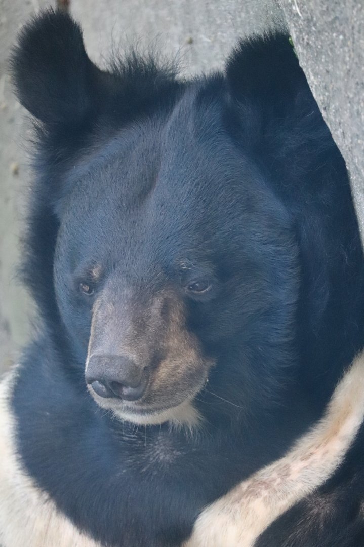 Bear Country - Asiatic Black Bear - Ben