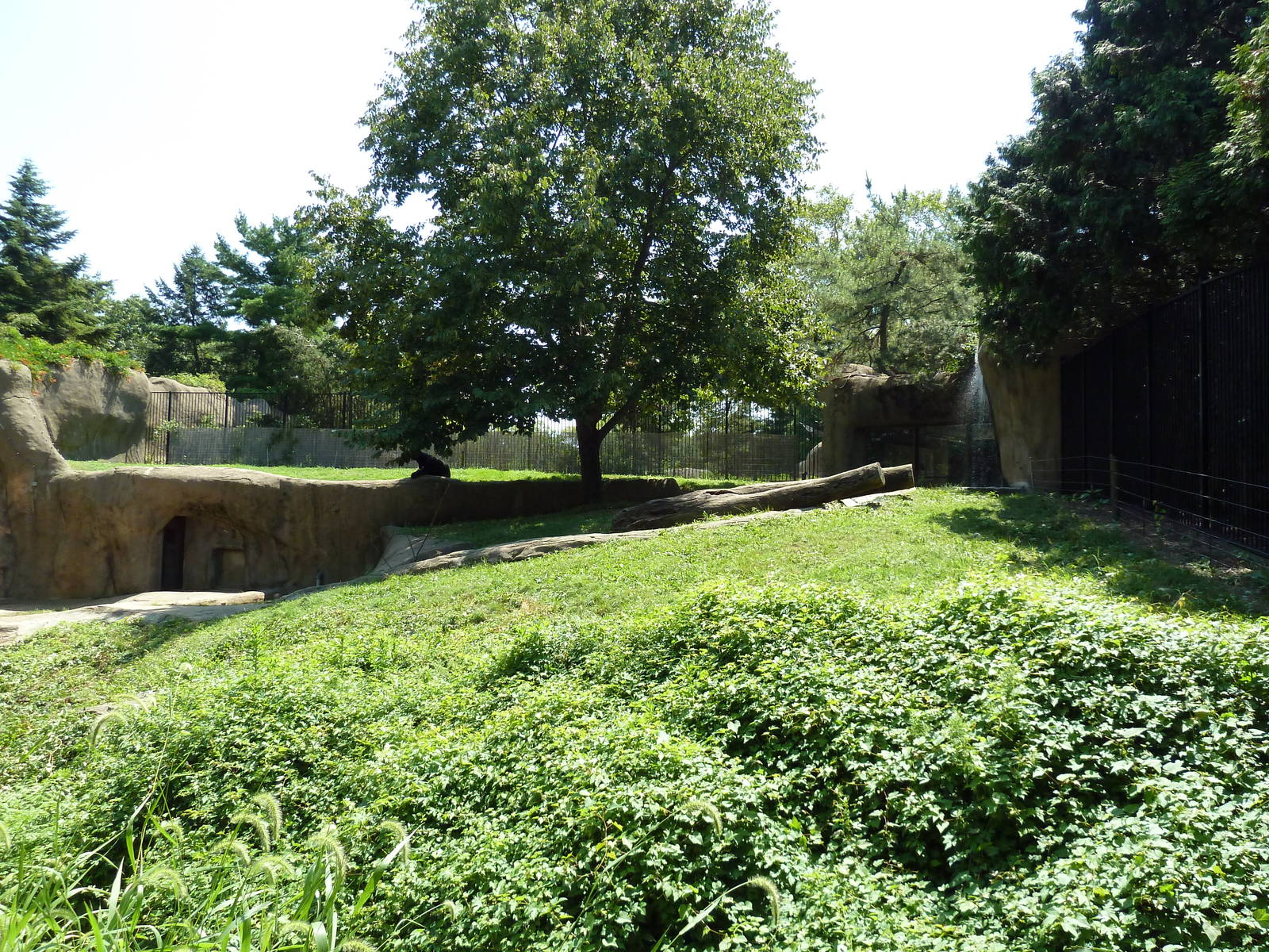 Bear Country - Asiatic Black Bear Exhibit