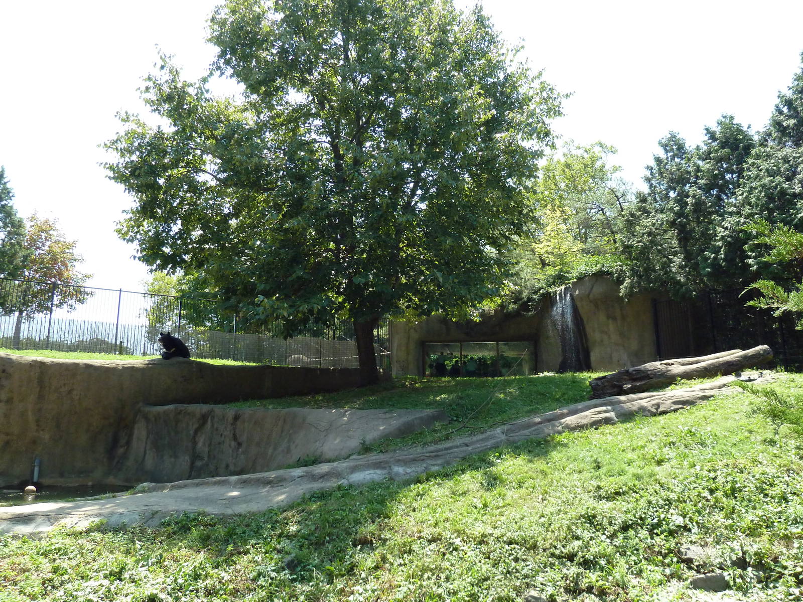 Bear Country - Asiatic Black Bear Exhibit