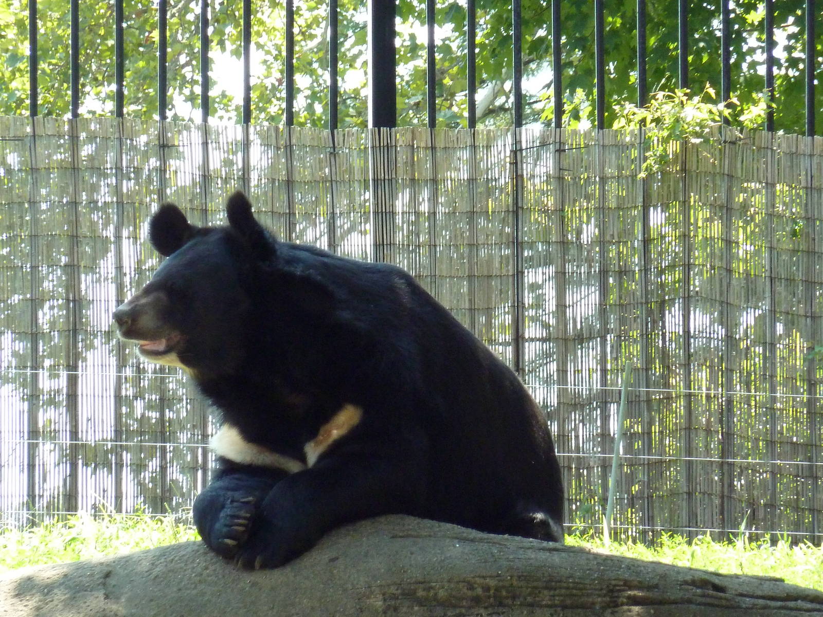 Bear Country - Asiatic Black Bear