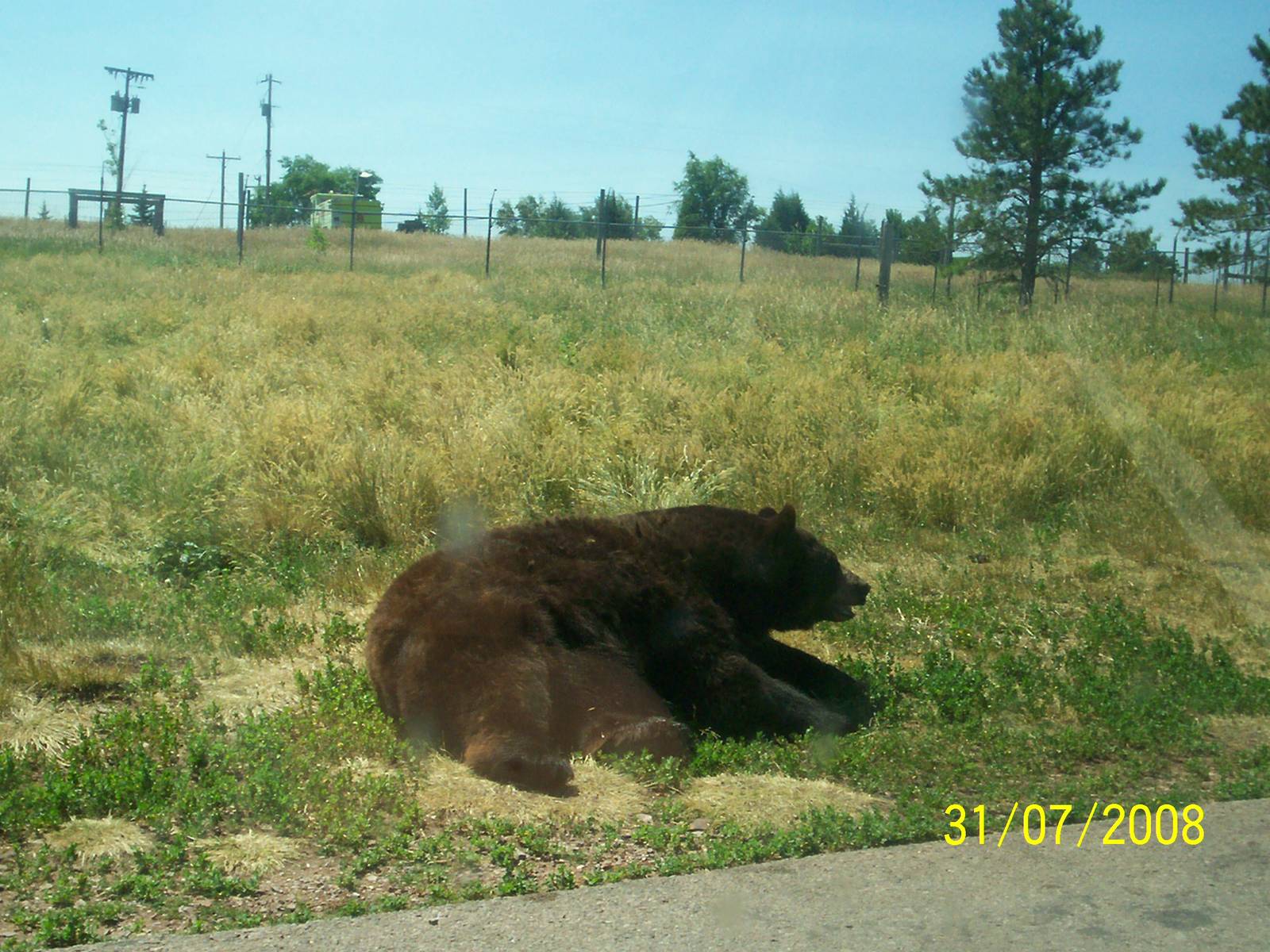 Bear Country-Black Bear