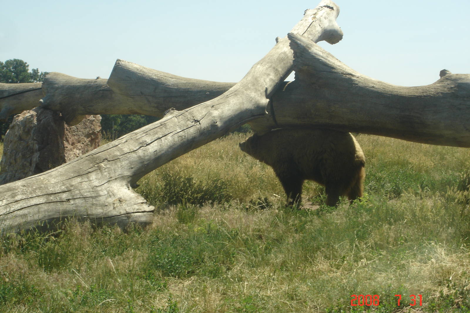 Bear Country-Black Bear