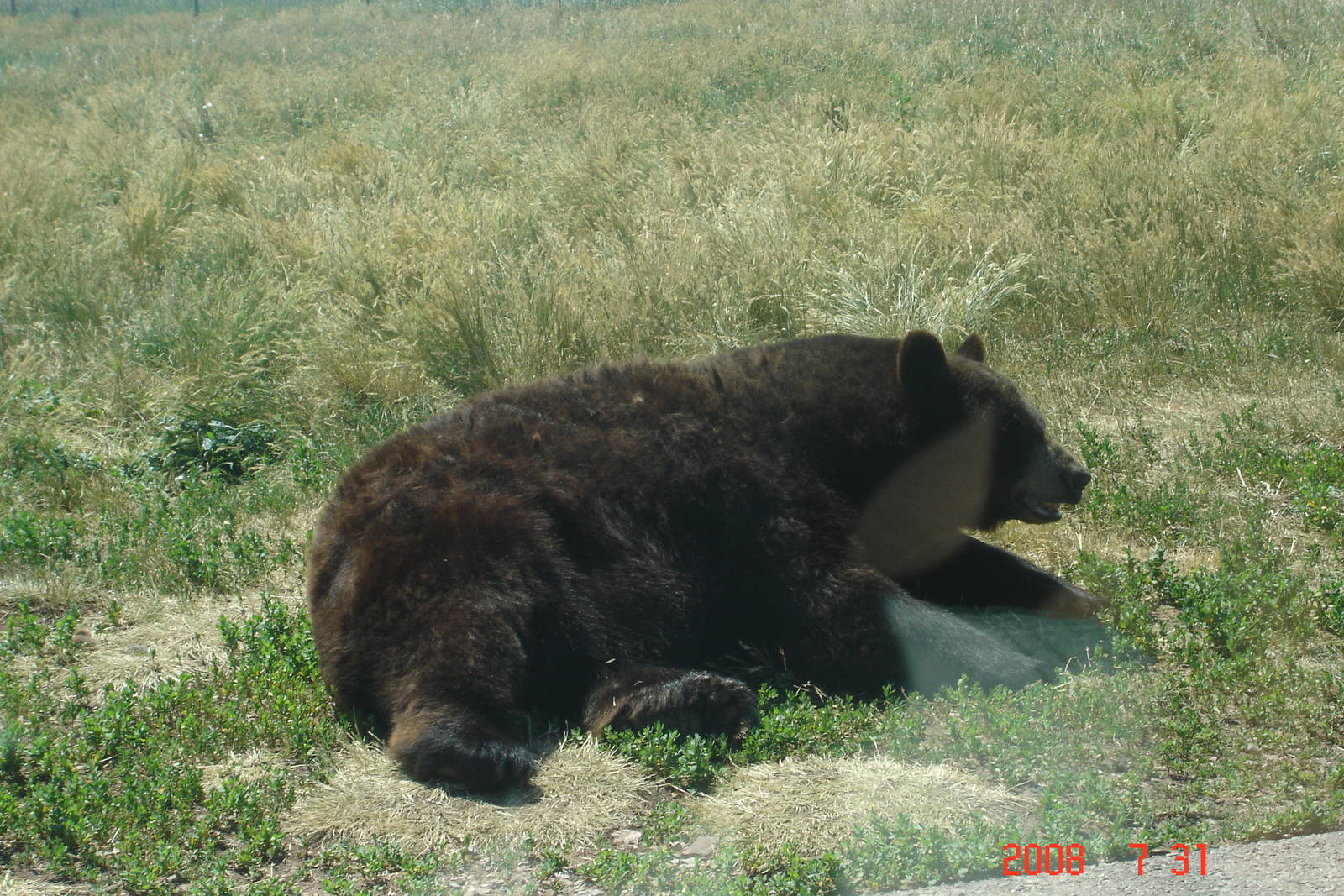 Bear Country-Black Bear