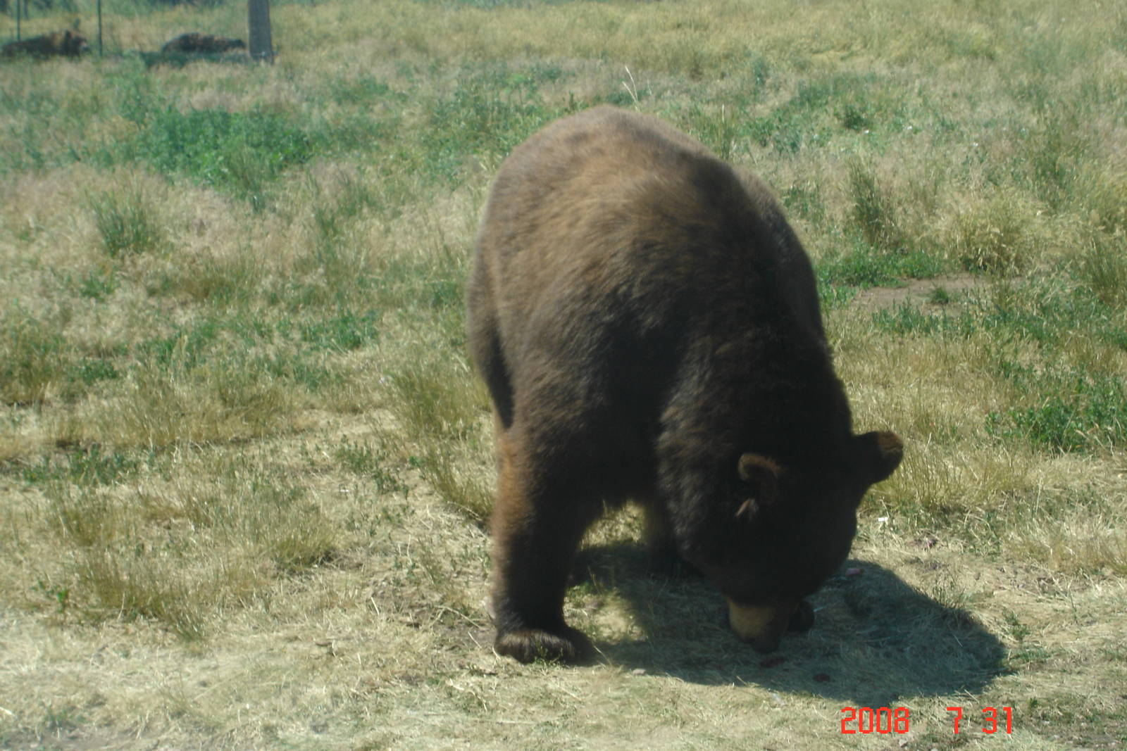 Bear Country-Black Bear