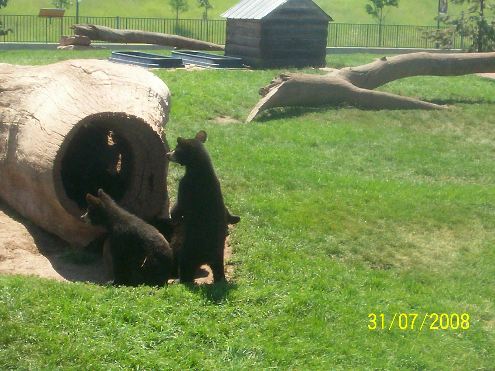 Bear Country-Black Bears