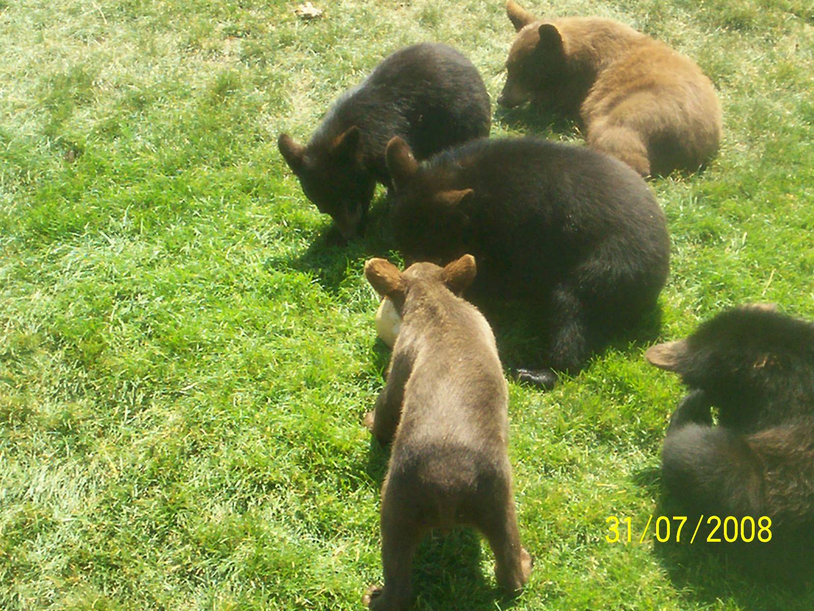 Bear Country-Black Bears