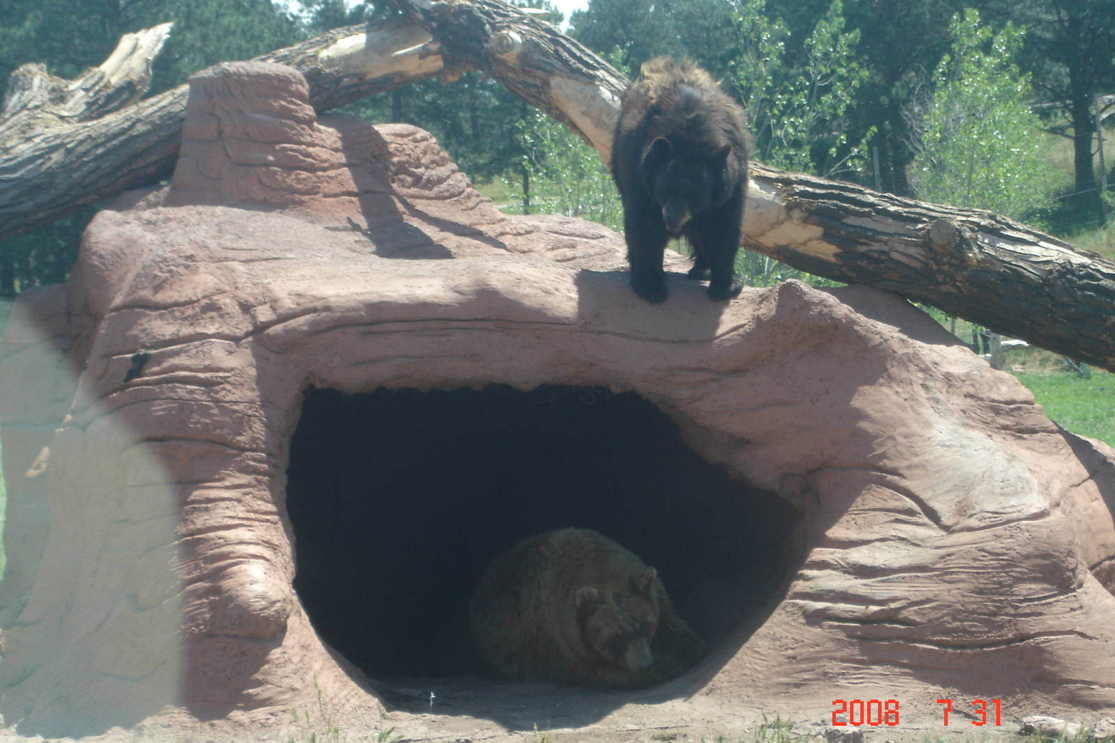 Bear Country-Black Bears