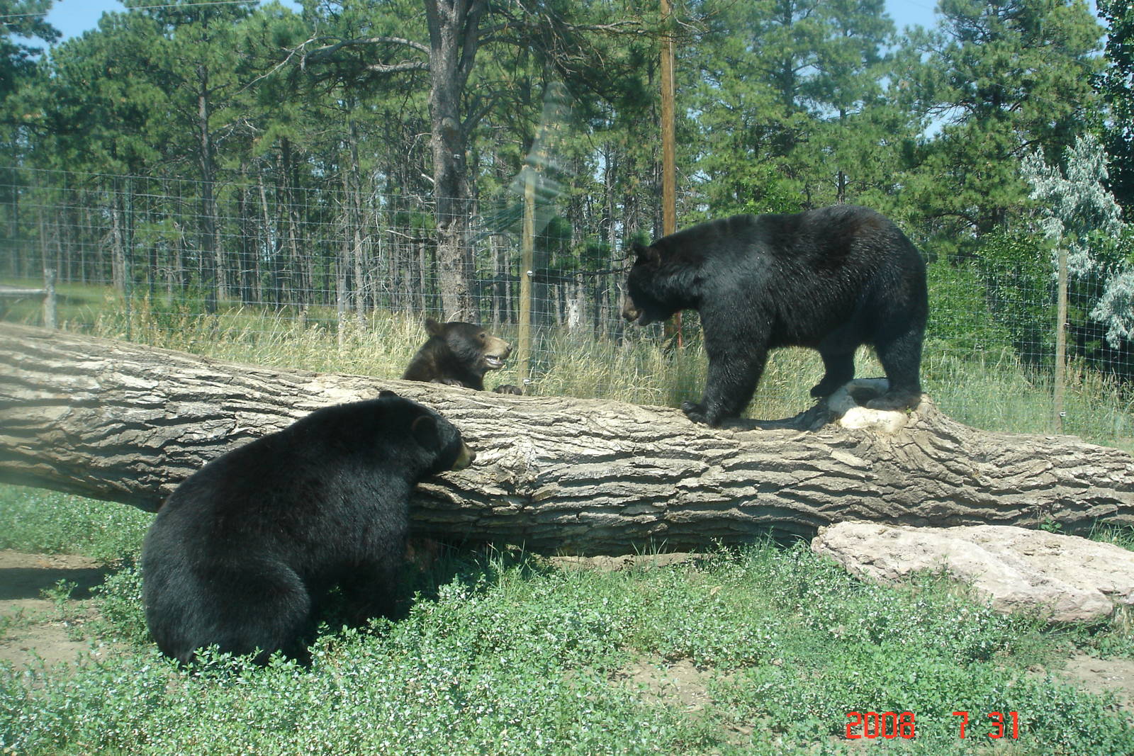 Bear Country-Black Bears