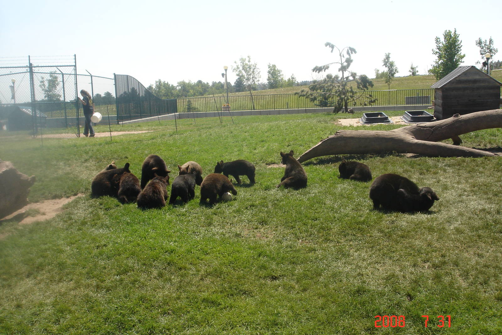 Bear Country-Black Bears