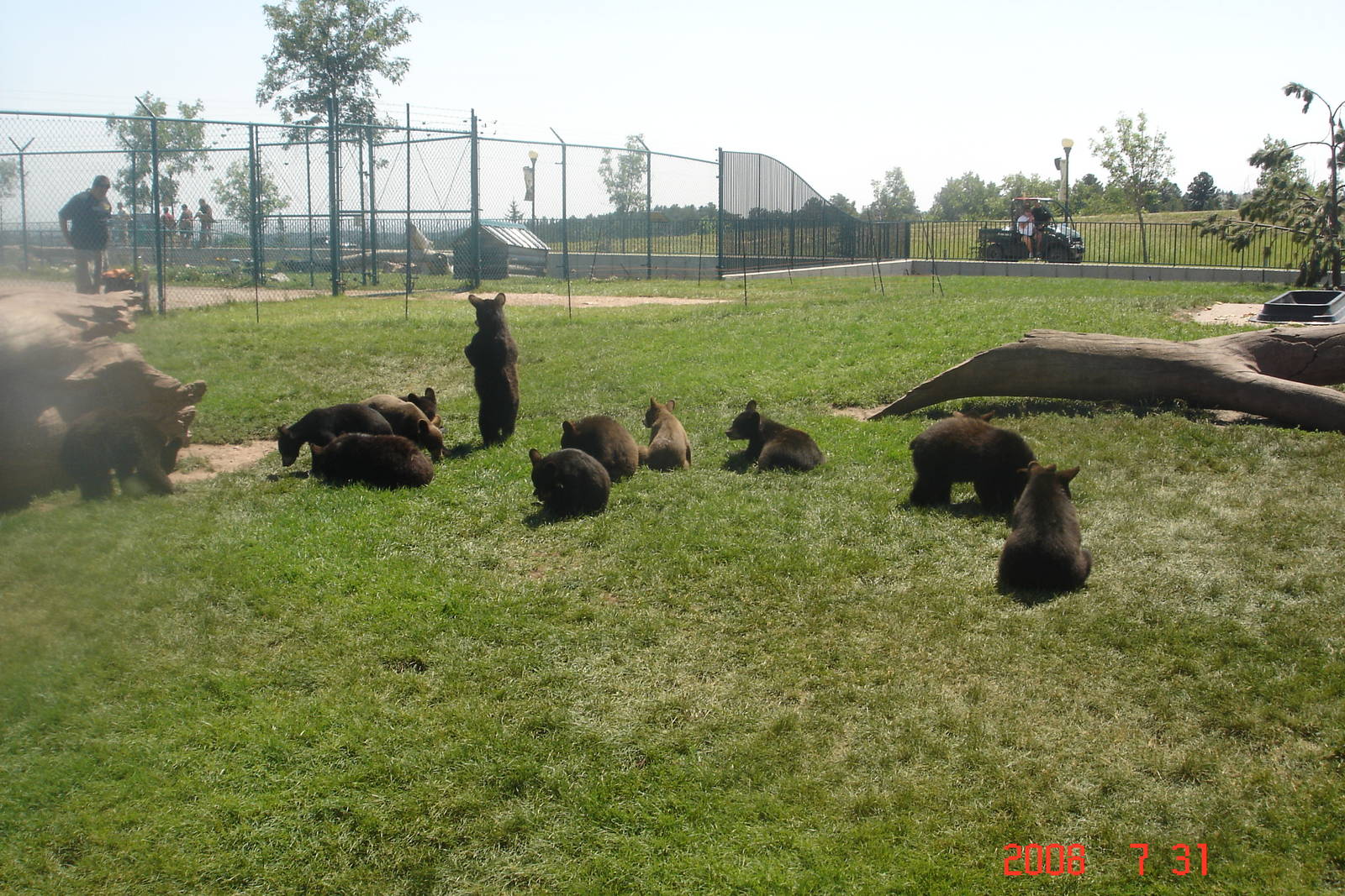 Bear Country-Black Bears