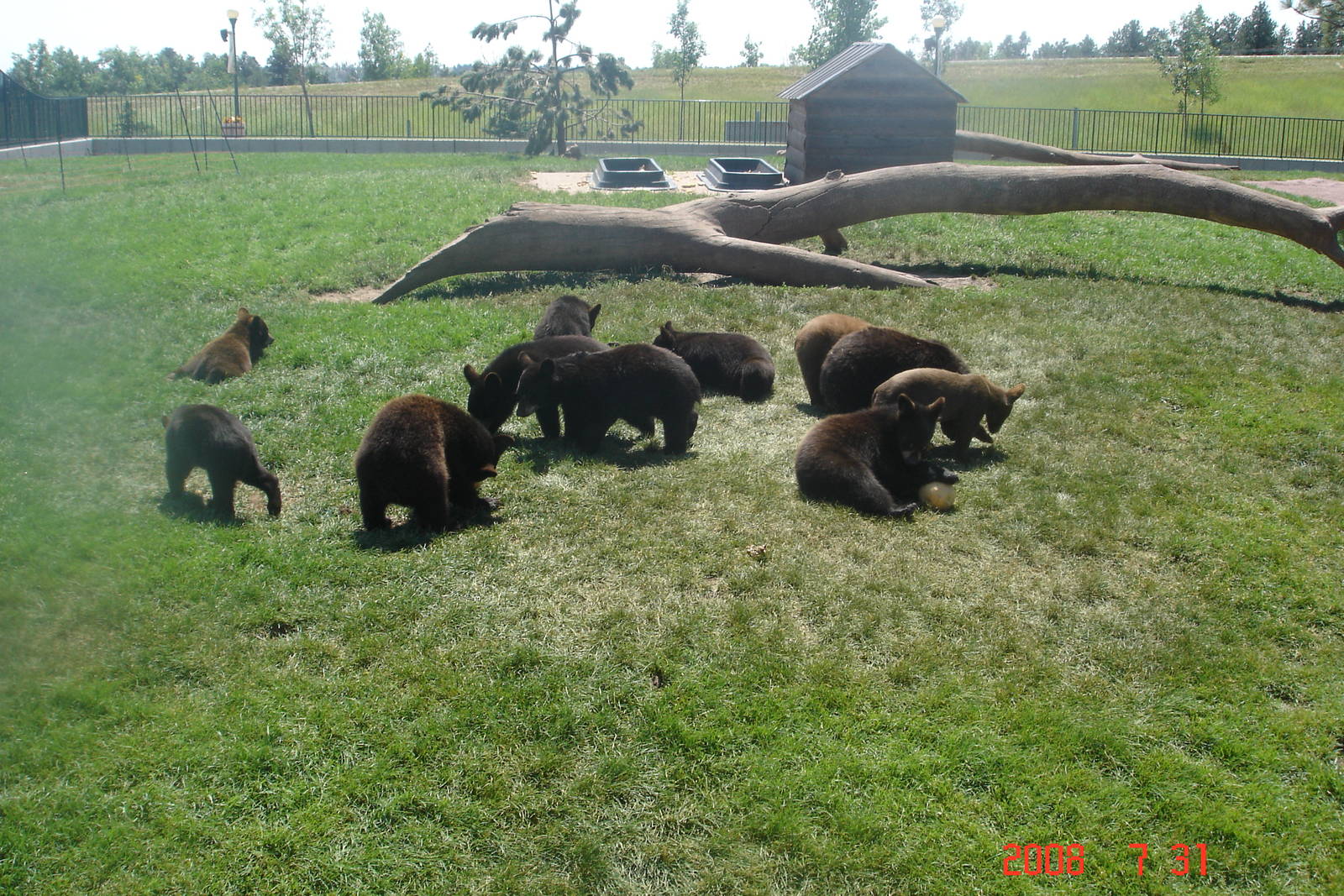 Bear Country-Black Bears