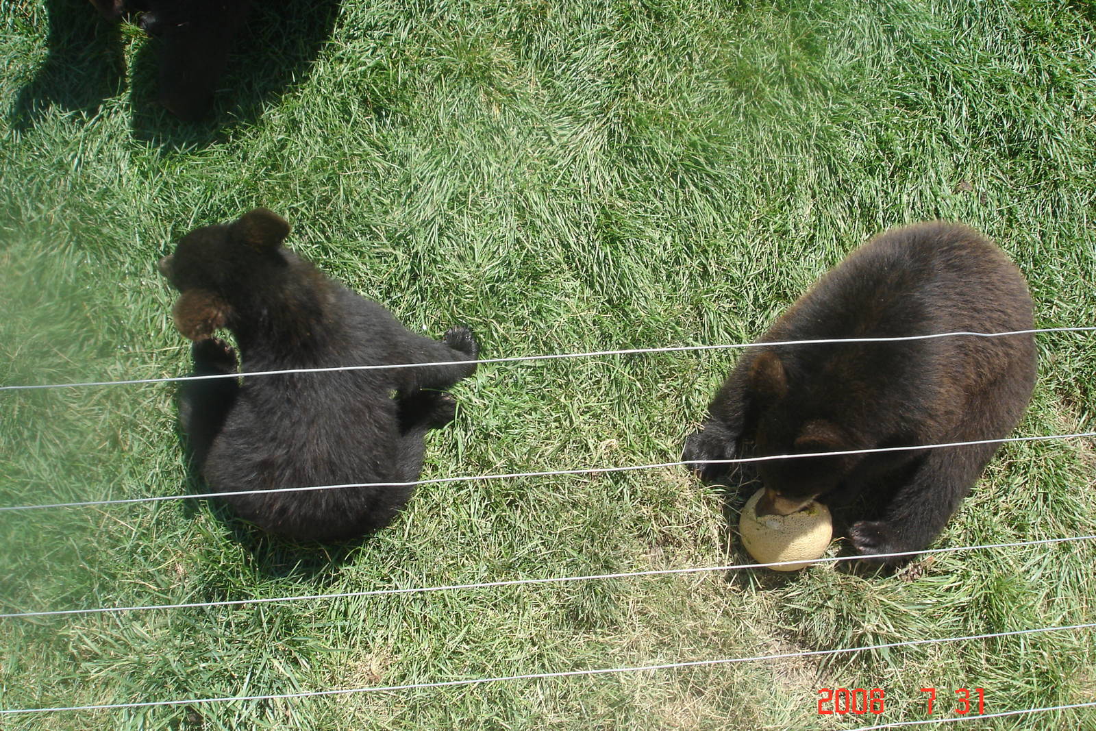 Bear Country-Black Bears