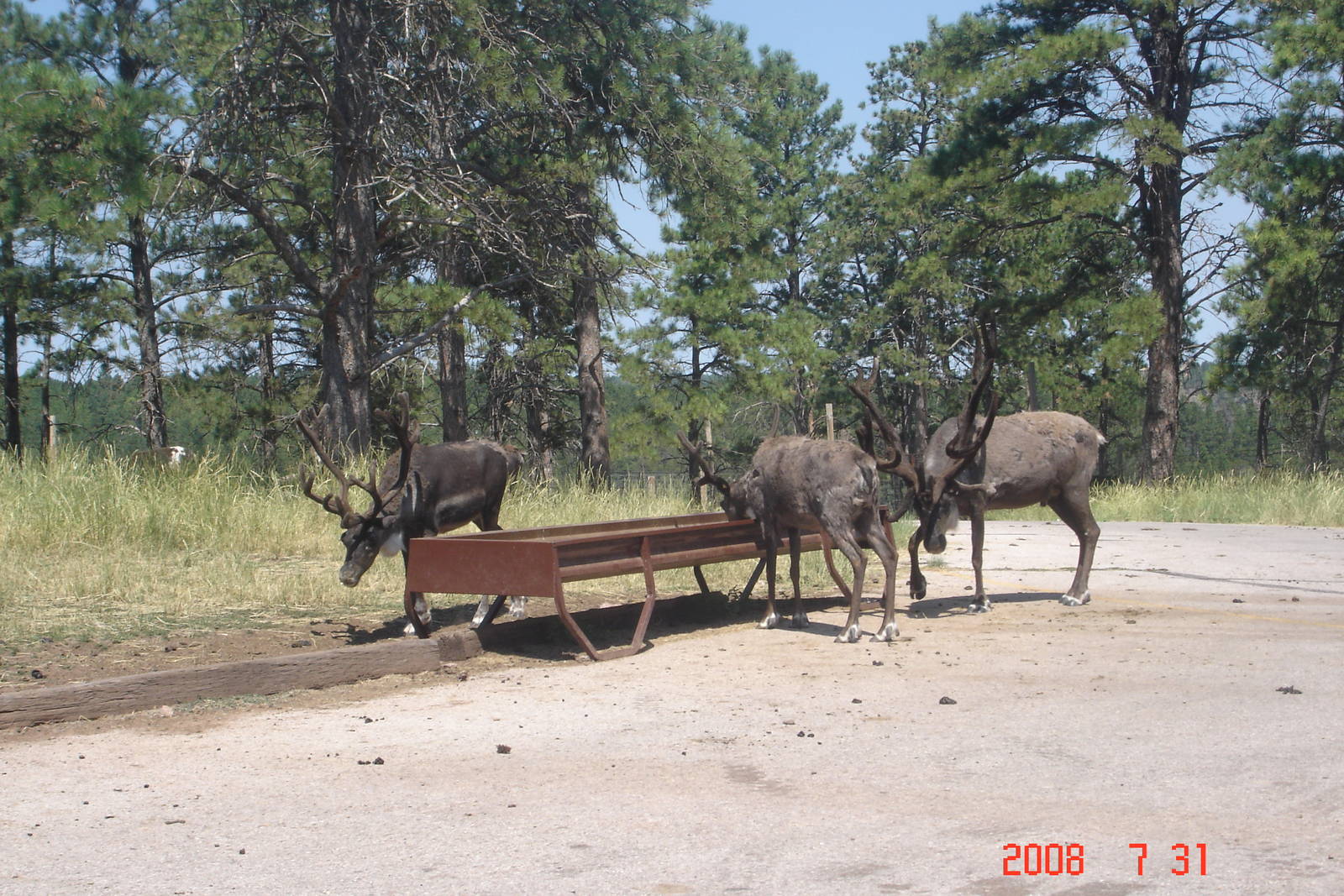 Bear Country-Caribou