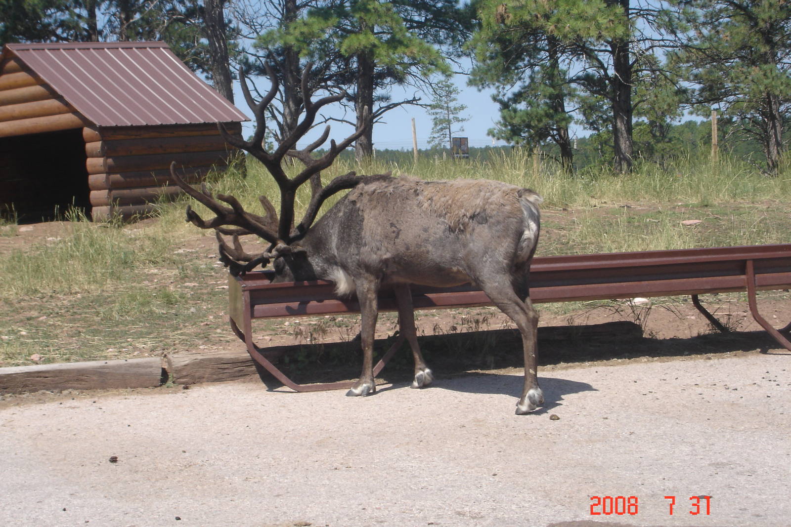 Bear Country-Caribou