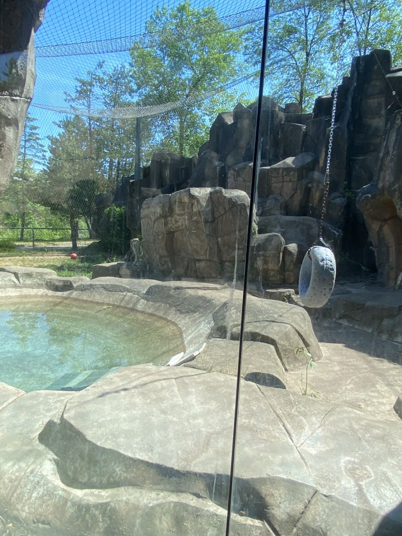 Bear country cougar exhibit