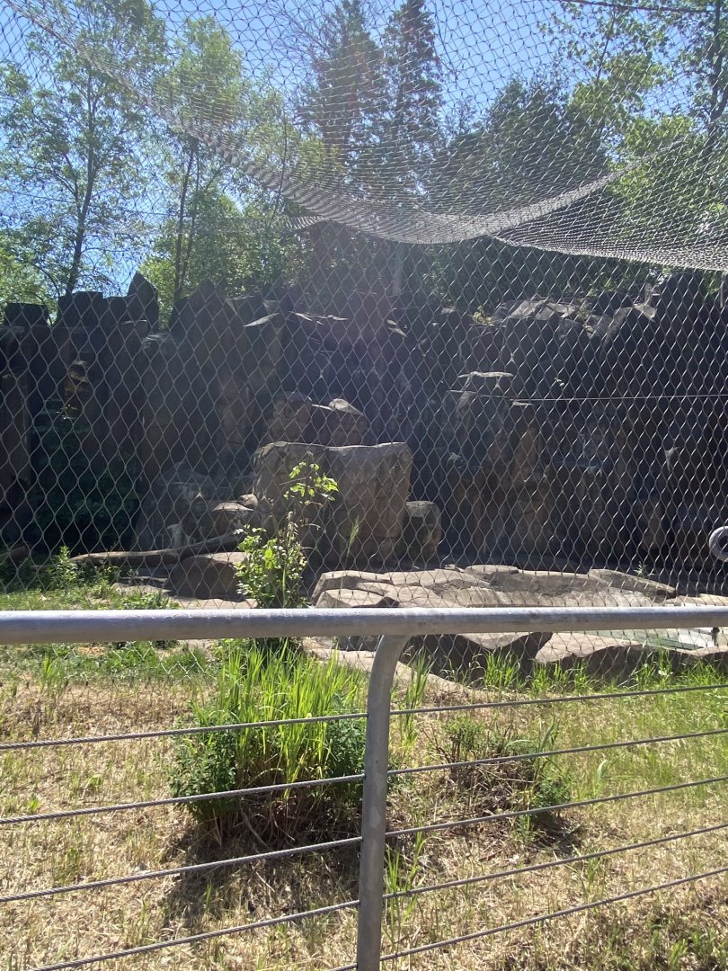 Bear country cougar exhibit