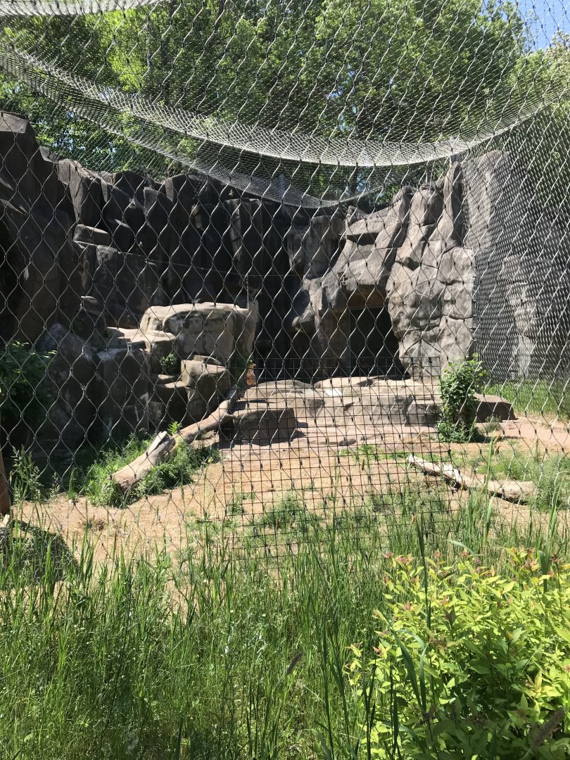 Bear country- cougar exhibit