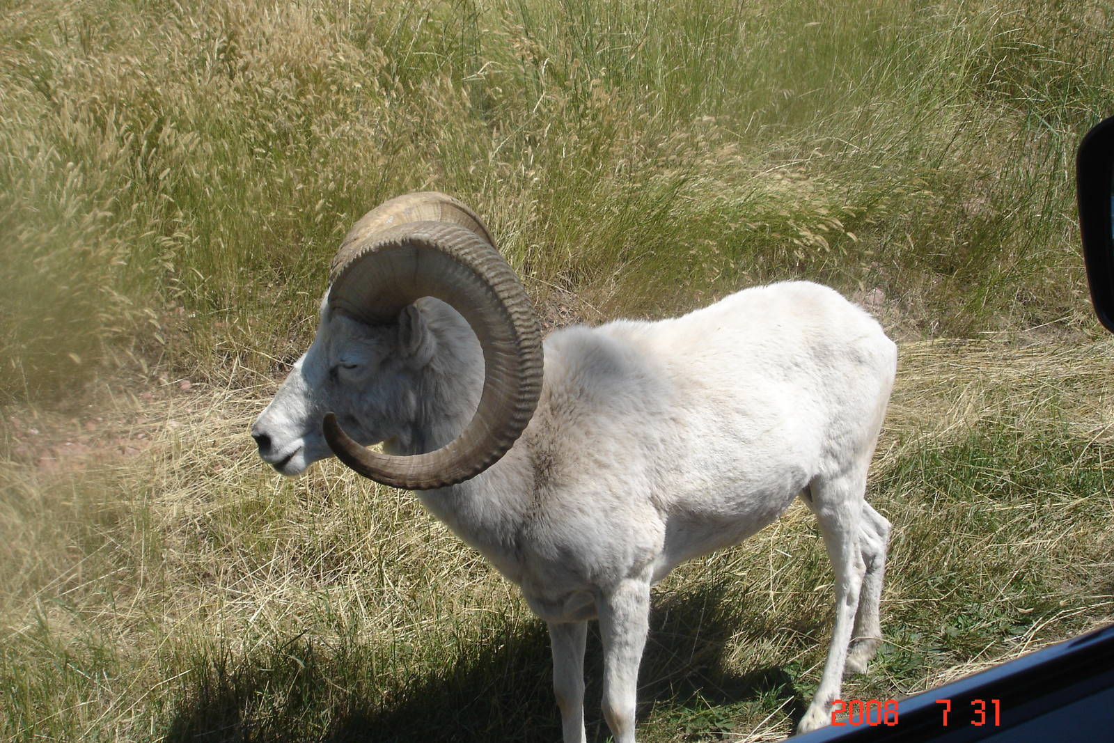 Bear Country-Dall Sheep