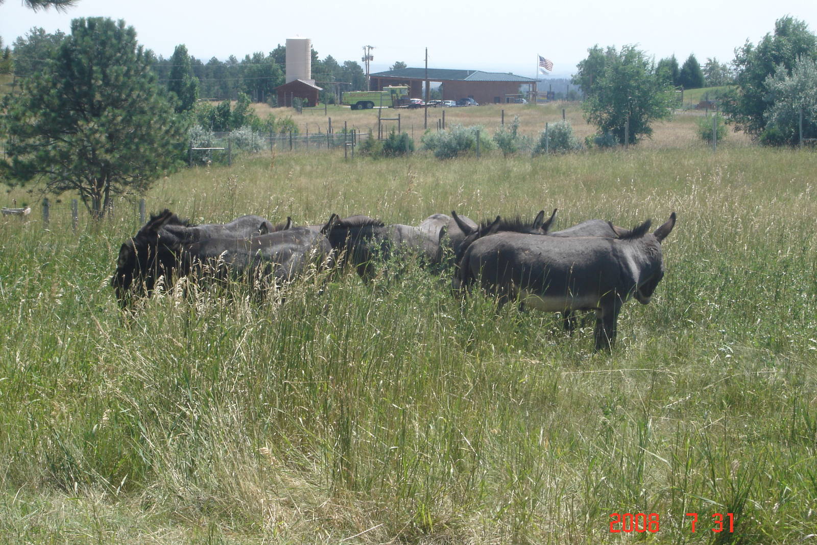 Bear Country-Donkeys