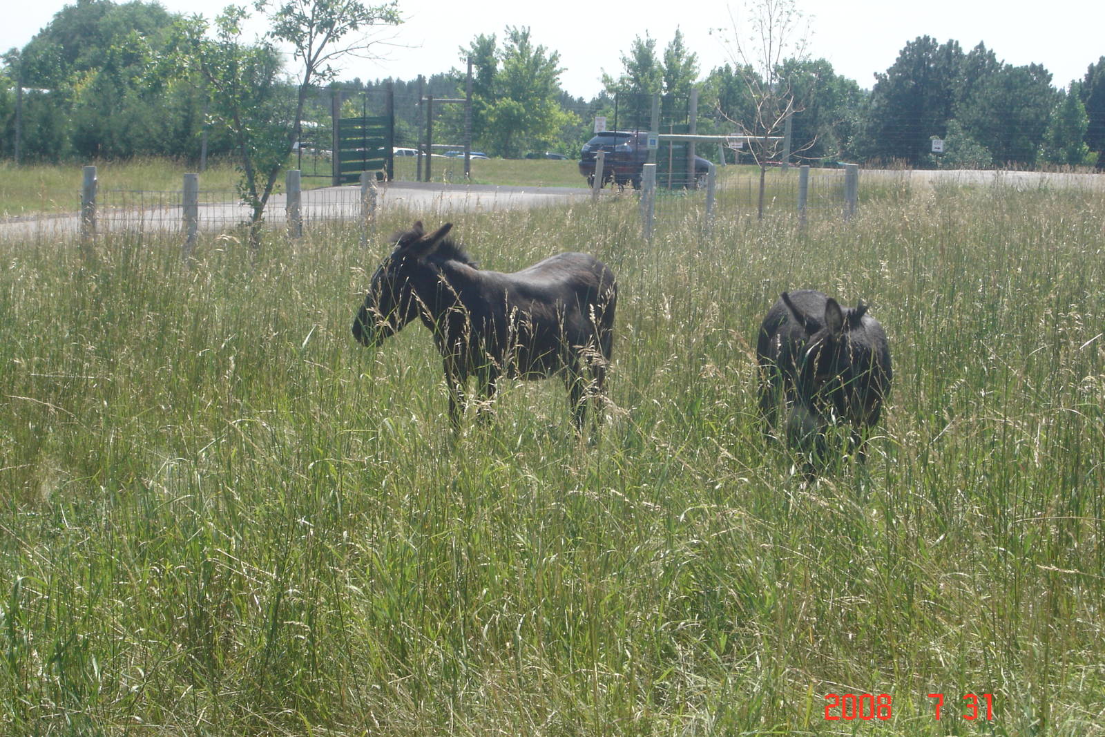 Bear Country-Donkeys