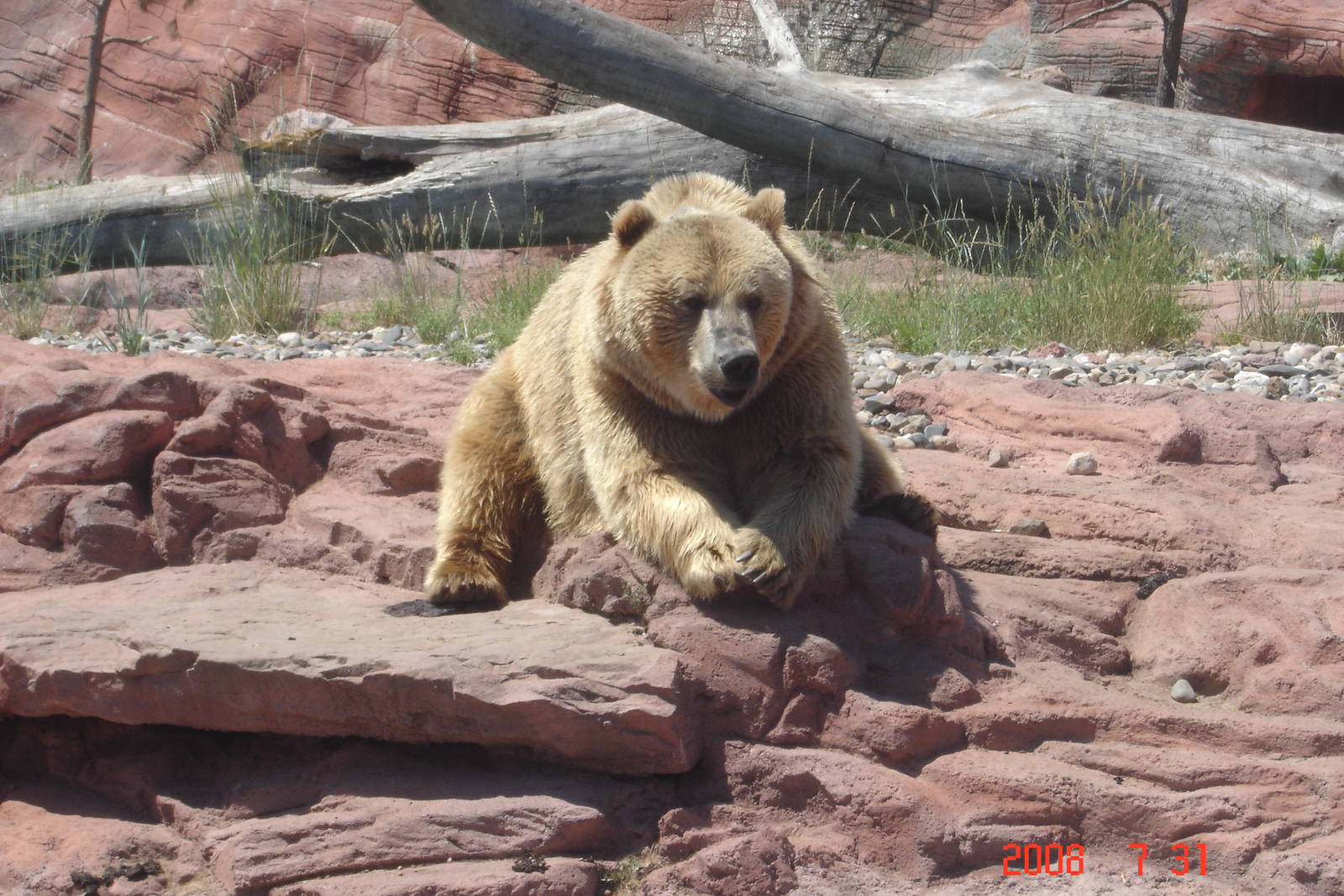 Bear Country-Girzzly Bear